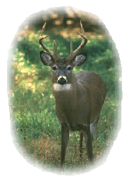 Deer Splash
